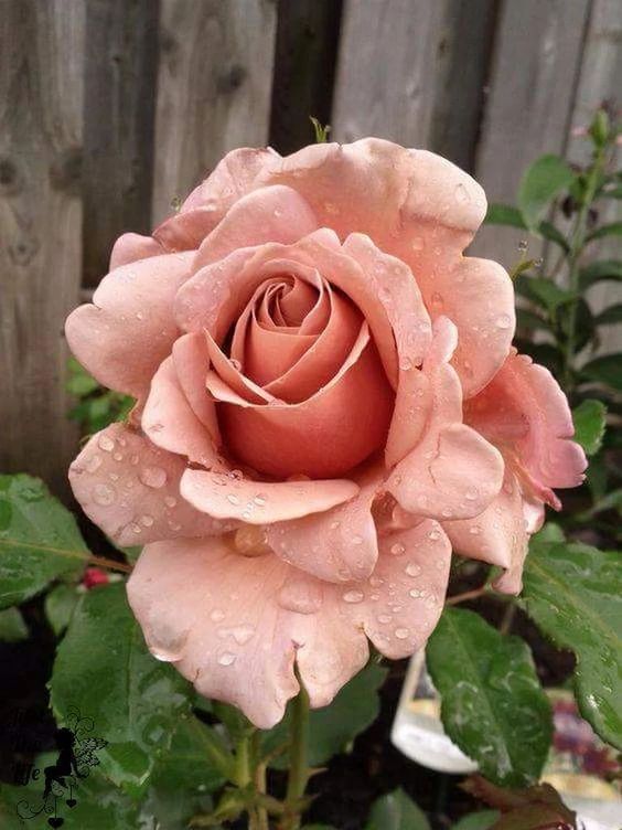 Light Brown Rose Seedlings Flower Seeds Perennial Growing Bonsai Corms Tubers Potted Planting Reblooming Fragrant Garden Roots Rhizomes Species Blooms Plant Bulbs Gardening Tree