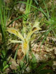Iris Chrysophylla Howell Bearded Iris Species Growing Bonsai Bulbs Roots Rhizomes Corms Tubers Potted Planting Reblooming Fragrant Garden Flower Seeds Plant