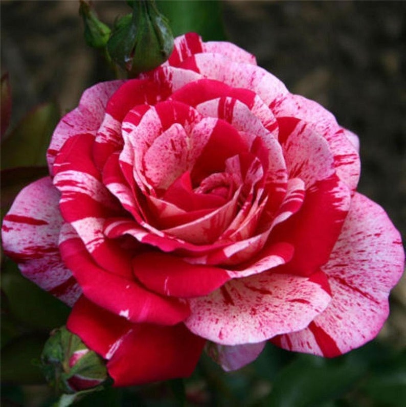 Pink Red Rose Seedlings Flower Seeds Perennial Growing Bonsai Corms Tubers Potted Planting Reblooming Fragrant Garden Roots Rhizomes Species Blooms Plant Bulbs Gardening Tree