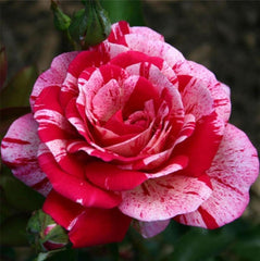 Pink Red Rose Seedlings Flower Seeds Perennial Growing Bonsai Corms Tubers Potted Planting Reblooming Fragrant Garden Roots Rhizomes Species Blooms Plant Bulbs Gardening Tree