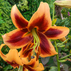 Spotlight Lily Tree Collection Lily Blooms Species Growing Bonsai Bulbs Roots Rhizomes Corms Tubers Potted Planting Reblooming Fragrant Garden Flower Seeds Plant - Seedsplant