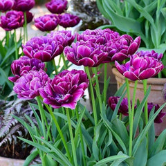 Finola Double Tulip 2 Bulbs Flower Bulbs Peony Tulips Fragrant Spring May Flowers