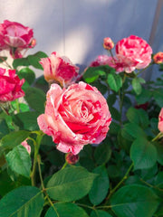 White Pink Rose Seedlings Flower Seeds Perennial Growing Bonsai Corms Tubers Potted Planting Reblooming Fragrant Garden Roots Rhizomes Species Blooms Plant Bulbs Gardening Tree