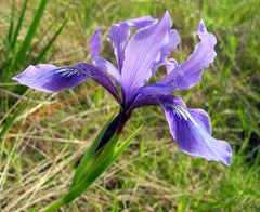 Iris Douglasiana Herbert Bearded Iris Species Growing Bonsai Bulbs Roots Rhizomes Corms Tubers Potted Planting Reblooming Fragrant Garden Flower Seeds Plant