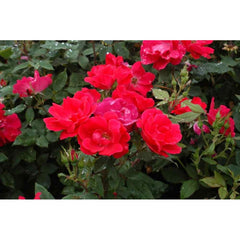 Red Climbing Rose Seedlings Flower Seeds Perennial Growing Bonsai Corms Tubers Potted Planting Reblooming Fragrant Garden Roots Rhizomes Species Blooms Plant Bulbs Gardening Tree