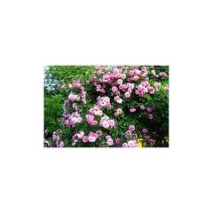 Pink Climbing Rose Seedlings Flower Seeds Perennial Growing Bonsai Corms Tubers Potted Planting Reblooming Fragrant Garden Roots Rhizomes Species Blooms Plant Bulbs Gardening Tree