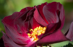 Route Rose Seedlings Flower Seeds Perennial Growing Bonsai Corms Tubers Potted Planting Reblooming Fragrant Garden Roots Rhizomes Species Blooms Plant Bulbs Gardening Tree