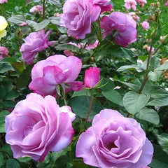 Modi Blue Rose Seedlings Flower Seeds Perennial Growing Bonsai Corms Tubers Potted Planting Reblooming Fragrant Garden Roots Rhizomes Species Blooms Plant Bulbs Gardening Tree