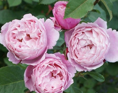 Soeur Rose Seedlings Flower Seeds Perennial Growing Bonsai Corms Tubers Potted Planting Reblooming Fragrant Garden Roots Rhizomes Species Blooms Plant Bulbs Gardening Tree