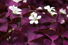 Charmed Wine Sorrel Oxalis Bulbs Wood Shamrock Perennial Growing Bonsai Roots Rhizomes Corms Tubers Potted Planting Reblooming Fragrant Garden Species Blooms Flower Seeds Plant Gardening