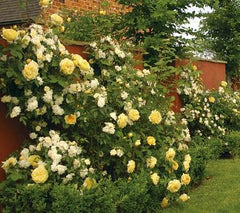 Moon Rising Rose Seedlings Flower Seeds Perennial Growing Bonsai Corms Tubers Potted Planting Reblooming Fragrant Garden Roots Rhizomes Species Blooms Plant Bulbs Gardening Tree