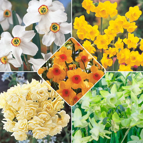 Most Fragrant Daffodil Collection Narcissus Bulbs Blooms Species Growing Bonsai Roots Rhizomes Corms Tubers Potted Planting Reblooming Fragrant Garden Flower Seeds Plant