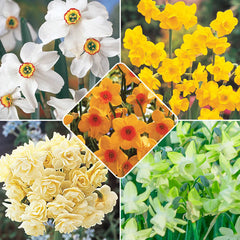 Most Fragrant Daffodil Collection Narcissus Bulbs Blooms Species Growing Bonsai Roots Rhizomes Corms Tubers Potted Planting Reblooming Fragrant Garden Flower Seeds Plant - Seedsplant