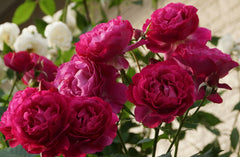 Wild Yonder Rose Seedlings Flower Seeds Perennial Growing Bonsai Corms Tubers Potted Planting Reblooming Fragrant Garden Roots Rhizomes Species Blooms Plant Bulbs Gardening Tree