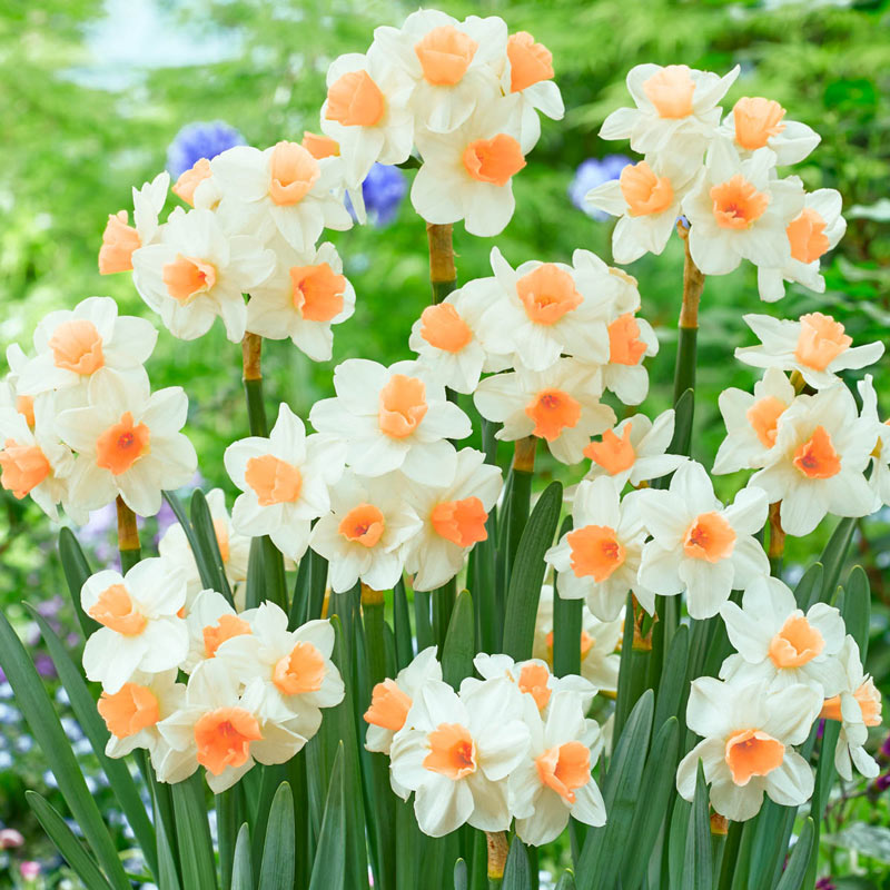 daffodil flower seeds Kapiti Peach Daffodil Narcissus Bulbs Blooms Species Growing Bonsai Roots Rhizomes Corms Tubers Potted Planting Reblooming Fragrant Garden Flower Seeds Plant