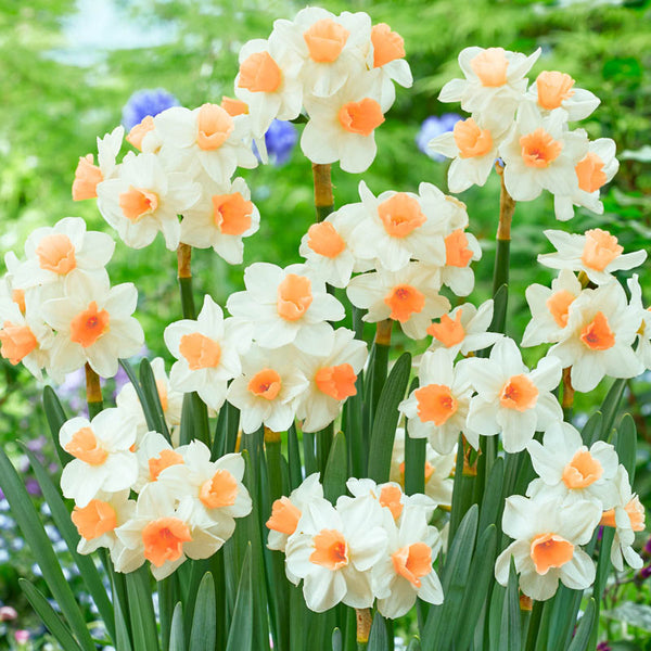 Kapiti Peach Daffodil Narcissus Bulbs Blooms Species Growing Bonsai Roots Rhizomes Corms Tubers Potted Planting Reblooming Fragrant Garden Flower Seeds Plant
