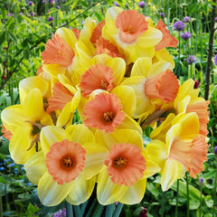 Color Magic Daffodil Narcissus Bulbs Blooms Species Growing Bonsai Roots Rhizomes Corms Tubers Potted Planting Reblooming Fragrant Garden Flower Seeds Plant - Seedsplant