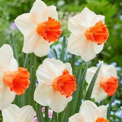 Magic Charm Daffodil Narcissus Bulbs Blooms Species Growing Bonsai Roots Rhizomes Corms Tubers Potted Planting Reblooming Fragrant Garden Flower Seeds Plant