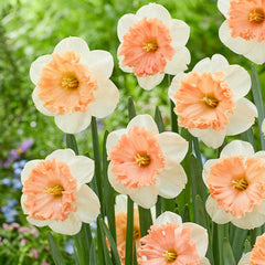 Night Life Daffodil Narcissus Bulbs Blooms Species Growing Bonsai Roots Rhizomes Corms Tubers Potted Planting Reblooming Fragrant Garden Flower Seeds Plant