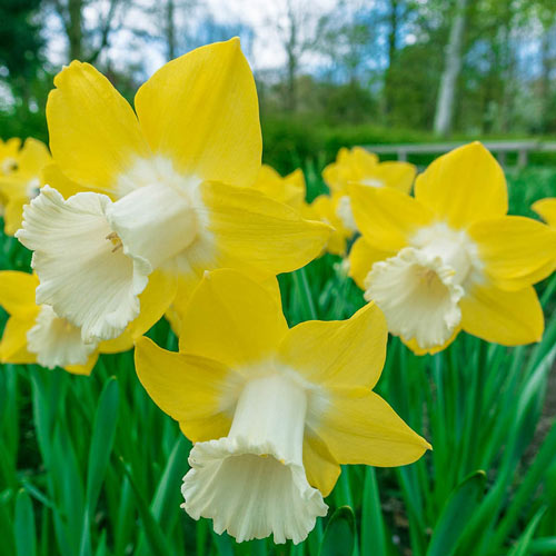 Teal Charm Daffodil Narcissus Bulbs Blooms Species Growing Bonsai Roots Rhizomes Corms Tubers Potted Planting Reblooming Fragrant Garden Flower Seeds Plant