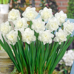 Easter Born Daffodil Narcissus Bulbs Blooms Species Growing Bonsai Roots Rhizomes Corms Tubers Potted Planting Reblooming Fragrant Garden Flower Seeds Plant