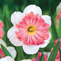 Narcissus Shrike Daffodil Bulbs Blooms Species Growing Bonsai Roots Rhizomes Corms Tubers Potted Planting Reblooming Fragrant Garden Flower Seeds Plant