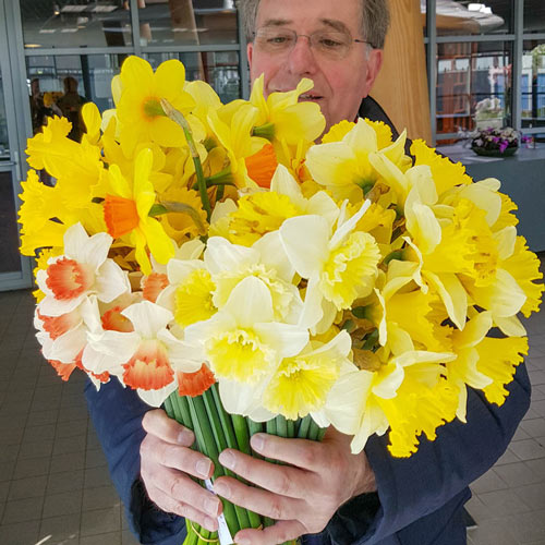 Cutflower Garden Daffodil Narcissus Bulbs Blooms Species Growing Bonsai Roots Rhizomes Corms Tubers Potted Planting Reblooming Fragrant Garden Flower Seeds Plant