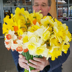 Cutflower Garden Daffodil Narcissus Bulbs Blooms Species Growing Bonsai Roots Rhizomes Corms Tubers Potted Planting Reblooming Fragrant Garden Flower Seeds Plant - Seedsplant