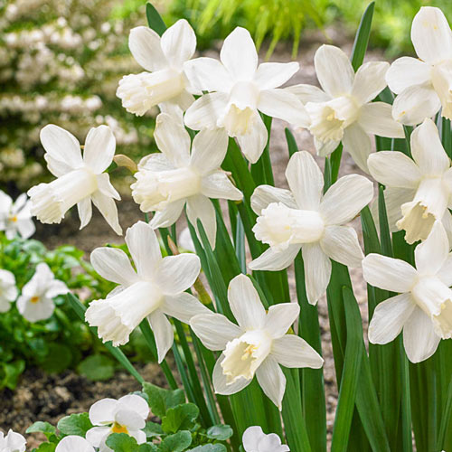 Ice Baby Daffodil Narcissus Bulbs Blooms Species Growing Bonsai Roots Rhizomes Corms Tubers Potted Planting Reblooming Fragrant Garden Flower Seeds Plant