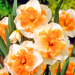 Love Call Daffodil Narcissus Bulbs Blooms Species Growing Bonsai Roots Rhizomes Corms Tubers Potted Planting Reblooming Fragrant Garden Flower Seeds Plant