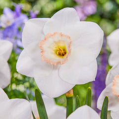 Royal China Daffodil Narcissus Bulbs Blooms Species Growing Bonsai Roots Rhizomes Corms Tubers Potted Planting Reblooming Fragrant Garden Flower Seeds Plant