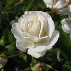 White Jim Rose Seedlings Flower Seeds Perennial Growing Bonsai Corms Tubers Potted Planting Reblooming Fragrant Garden Roots Rhizomes Species Blooms Plant Bulbs Gardening Tree - Seedsplant