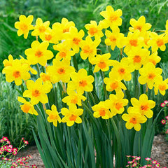 Jonquilla Daffodil Anfield Narcissus Bulbs Blooms Species Growing Bonsai Roots Rhizomes Corms Tubers Potted Planting Reblooming Fragrant Garden Flower Seeds Plant