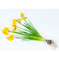 Jonquilla Daffodil Anfield Narcissus Bulbs Blooms Species Growing Bonsai Roots Rhizomes Corms Tubers Potted Planting Reblooming Fragrant Garden Flower Seeds Plant