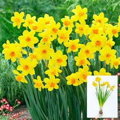 Jonquilla Daffodil Anfield Narcissus Bulbs Blooms Species Growing Bonsai Roots Rhizomes Corms Tubers Potted Planting Reblooming Fragrant Garden Flower Seeds Plant