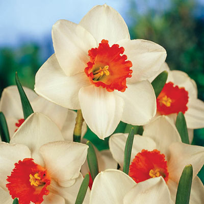 Large Cupped Daffodil Cool Flame Narcissus Bulbs Blooms Species Growing Bonsai Roots Rhizomes Corms Tubers Potted Planting Reblooming Fragrant Garden Flower Seeds Plant