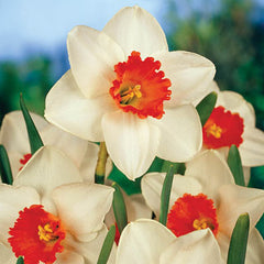 Large Cupped Daffodil Cool Flame Narcissus Bulbs Blooms Species Growing Bonsai Roots Rhizomes Corms Tubers Potted Planting Reblooming Fragrant Garden Flower Seeds Plant