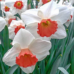 Large Cupped Daffodil Cool Flame Narcissus Bulbs Blooms Species Growing Bonsai Roots Rhizomes Corms Tubers Potted Planting Reblooming Fragrant Garden Flower Seeds Plant