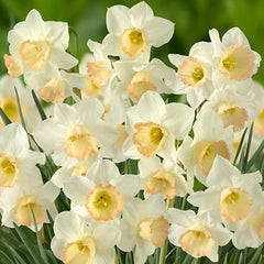 Jonquilla Daffodil Cosmopolitan Narcissus Bulbs Blooms Species Growing Bonsai Roots Rhizomes Corms Tubers Potted Planting Reblooming Fragrant Garden Flower Seeds Plant - Seedsplant