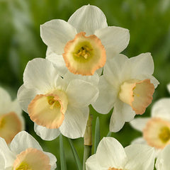Jonquilla Daffodil Cosmopolitan Narcissus Bulbs Blooms Species Growing Bonsai Roots Rhizomes Corms Tubers Potted Planting Reblooming Fragrant Garden Flower Seeds Plant - Seedsplant