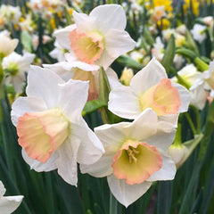 Jonquilla Daffodil Cosmopolitan Narcissus Bulbs Blooms Species Growing Bonsai Roots Rhizomes Corms Tubers Potted Planting Reblooming Fragrant Garden Flower Seeds Plant - Seedsplant