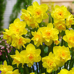 Jonquilla Daffodil Golden Delicious Narcissus Bulbs Blooms Species Growing Bonsai Roots Rhizomes Corms Tubers Potted Planting Reblooming Fragrant Garden Flower Seeds Plant