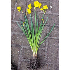 Jonquilla Daffodil Golden Delicious Narcissus Bulbs Blooms Species Growing Bonsai Roots Rhizomes Corms Tubers Potted Planting Reblooming Fragrant Garden Flower Seeds Plant