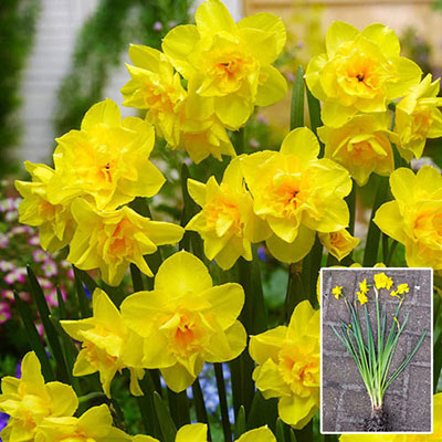 Jonquilla Daffodil Golden Delicious Narcissus Bulbs Blooms Species Growing Bonsai Roots Rhizomes Corms Tubers Potted Planting Reblooming Fragrant Garden Flower Seeds Plant