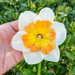 Butterfly Daffodil Zinzi Narcissus Bulbs Blooms Species Growing Bonsai Roots Rhizomes Corms Tubers Potted Planting Reblooming Fragrant Garden Flower Seeds Plant - Seedsplant