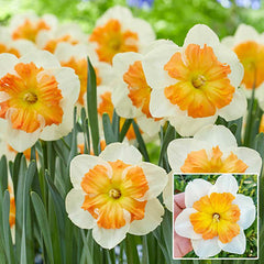 Butterfly Daffodil Zinzi Narcissus Bulbs Blooms Species Growing Bonsai Roots Rhizomes Corms Tubers Potted Planting Reblooming Fragrant Garden Flower Seeds Plant - Seedsplant