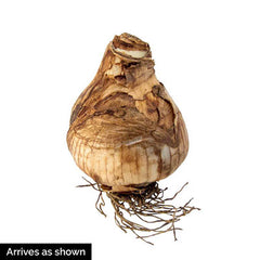 Fragrant Daffodil Jonquil Quail Narcissus Bulbs Blooms Species Growing Bonsai Roots Rhizomes Corms Tubers Potted Planting Reblooming Fragrant Garden Flower Seeds Plant