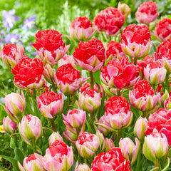 On The Double Red Tulip Bulbs Blooms Species Growing Bonsai Roots Rhizomes Corms Tubers Potted Planting Reblooming Fragrant Garden Flower Seeds Plant - Seedsplant