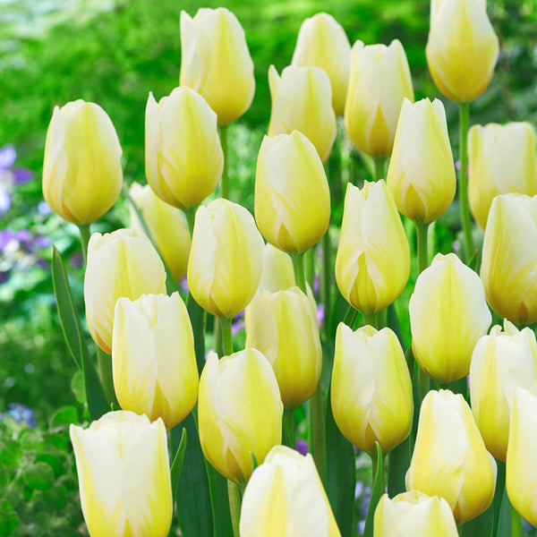 Lemon Chiffon Tulip Bulbs Blooms Species Growing Bonsai Roots Rhizomes Corms Tubers Potted Planting Reblooming Fragrant Garden Flower Seeds Plant