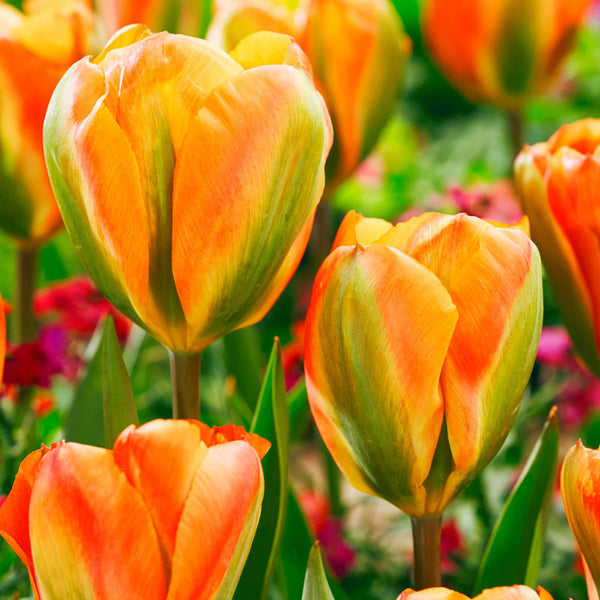 Orange Marmelade Tulip Bulbs Blooms Species Growing Bonsai Roots Rhizomes Corms Tubers Potted Planting Reblooming Fragrant Garden Flower Seeds Plant